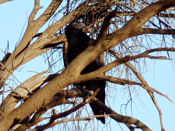 Australian birds wedge tail eagle