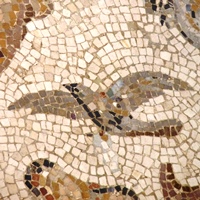 Bird photography masthead photo