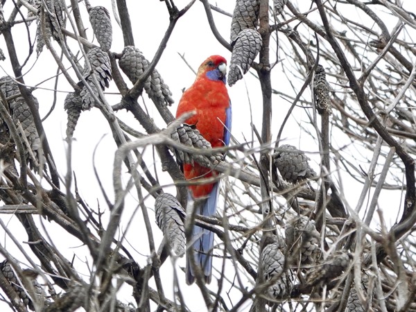 Adelaide rosella 01