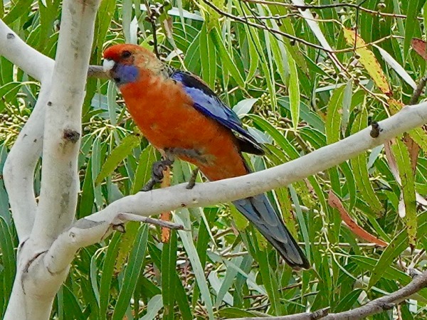 Adelaide rosella 02