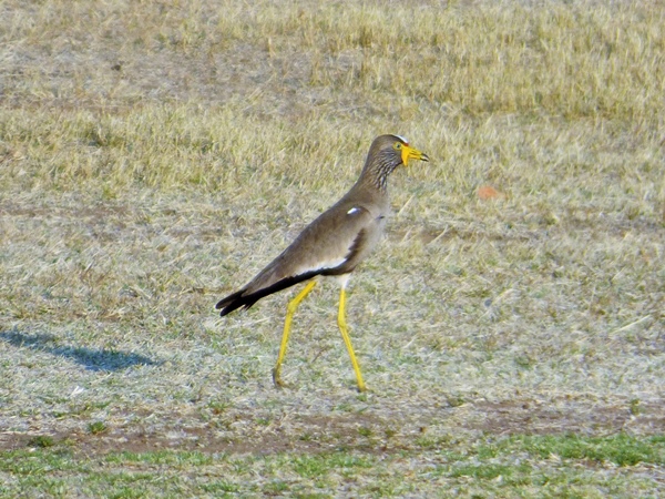 African wattled lapwing 02