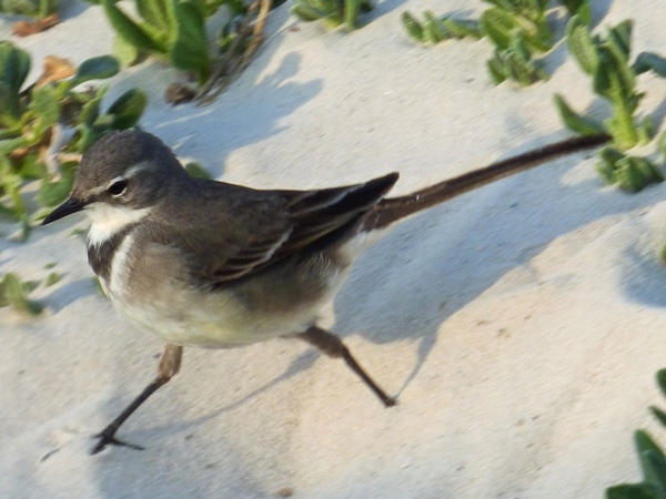 Cape wagtail 03