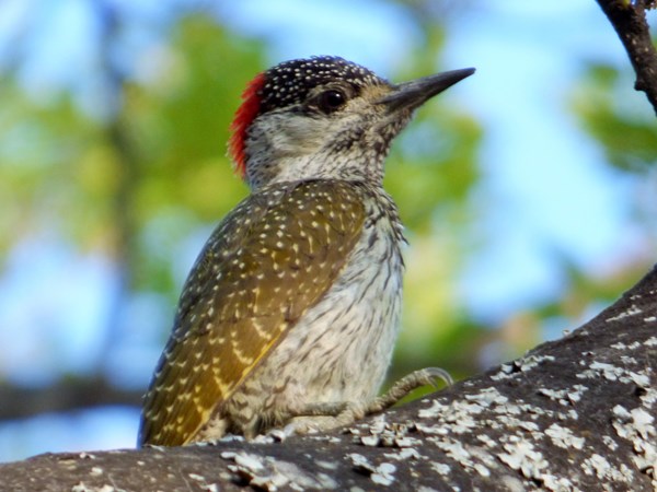 Golden-tailed woodpecker 02