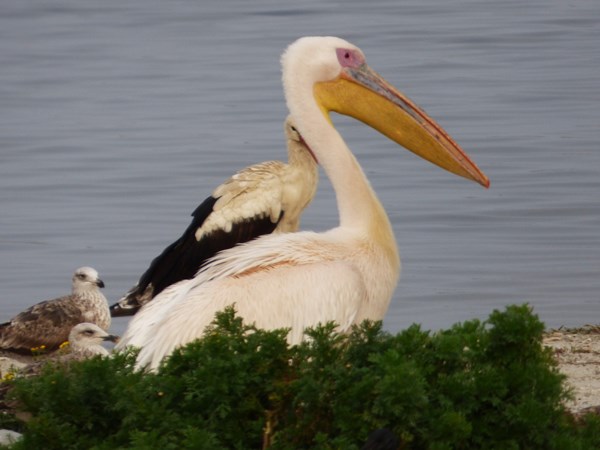 Great white pelican 01