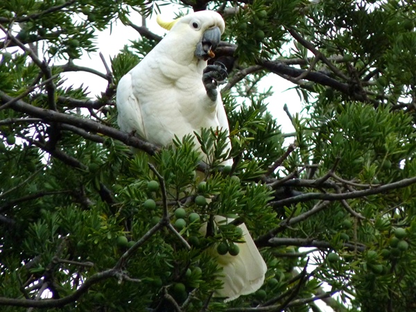 Bird-photos-Australia-2015-sulphur-crested-cockatoo-02