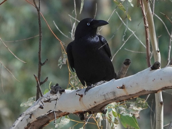 Australian raven 04