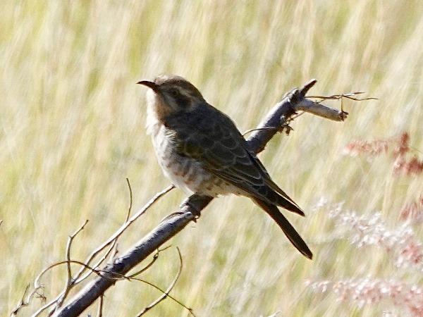 Horsfield's bronze-cuckoo-01
