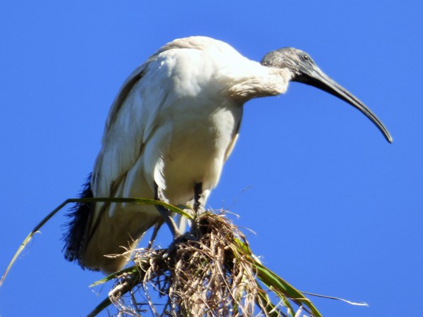 White ibis 04