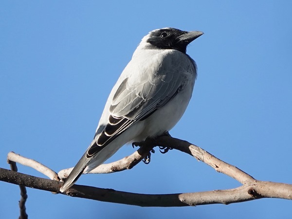 Black-faced cuckoo-shrike 02