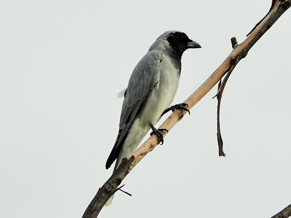 Black-faced cuckoo-shrike 03