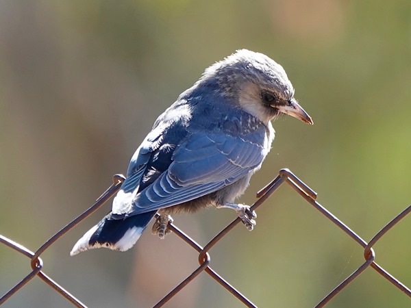 Black-faced woodswallow 04