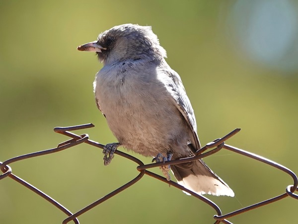 Black-faced woodswallow 05