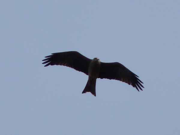 Bird photos Australia black kite 02