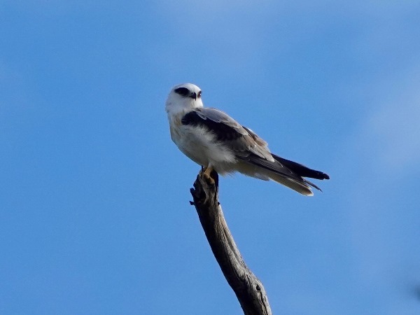 Black-shouldered kite 04