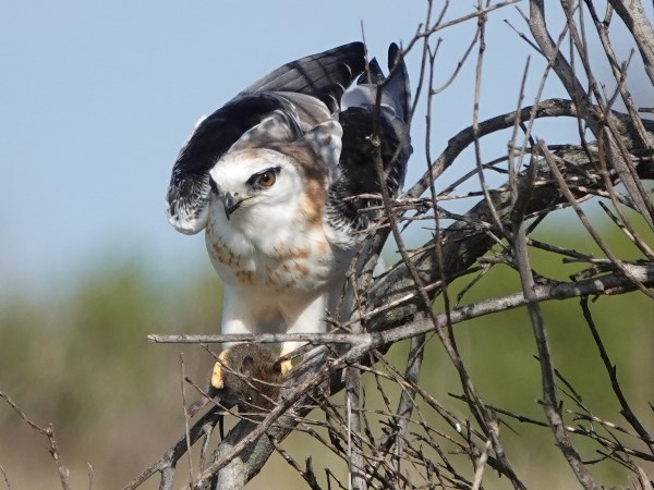 Black-shouldered kite 05