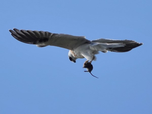 Black-shouldered kite 06