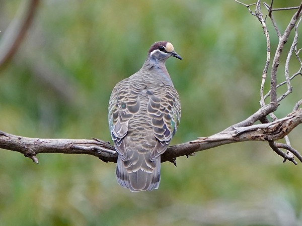 Common bronzewing 01