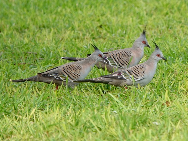 Crested pigeon 03