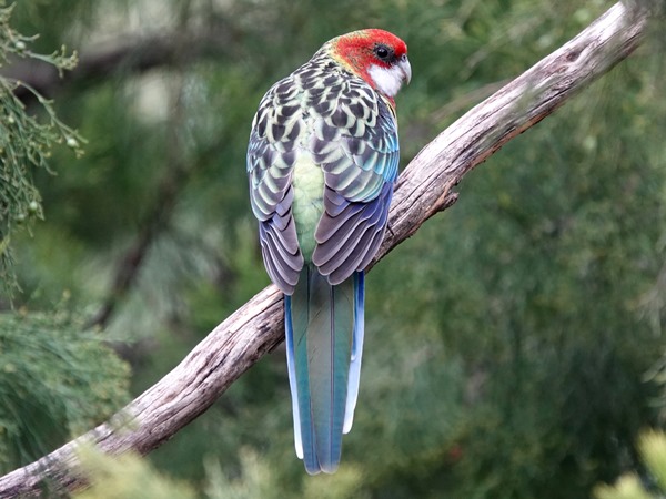 Eastern rosella 04