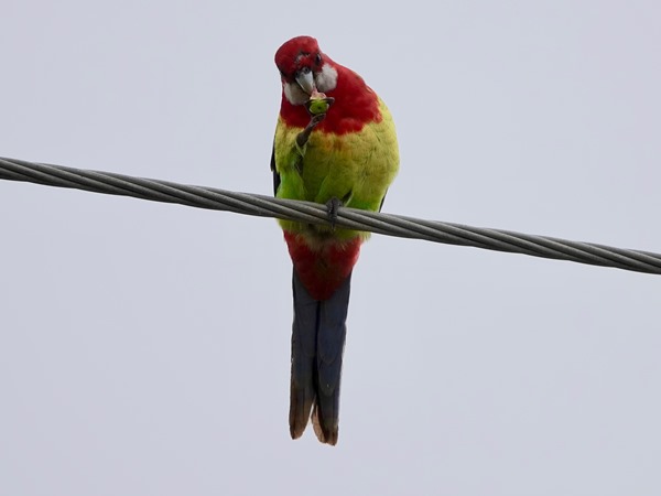 Eastern rosella 05