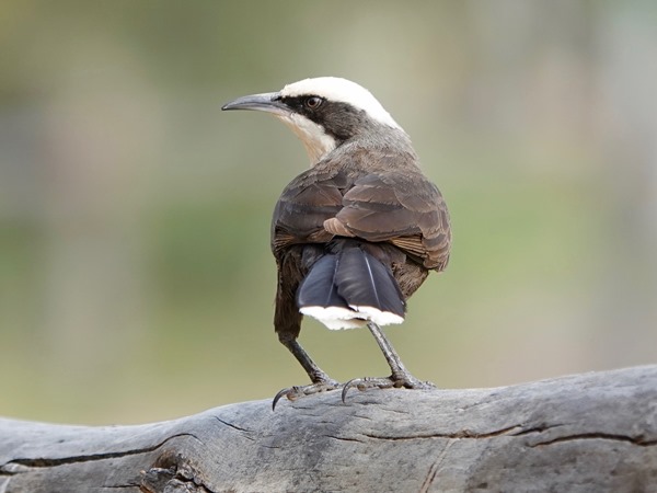 Grey-crowned babbler 04