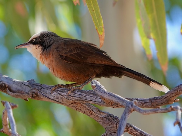 Grey-crowned babbler 05