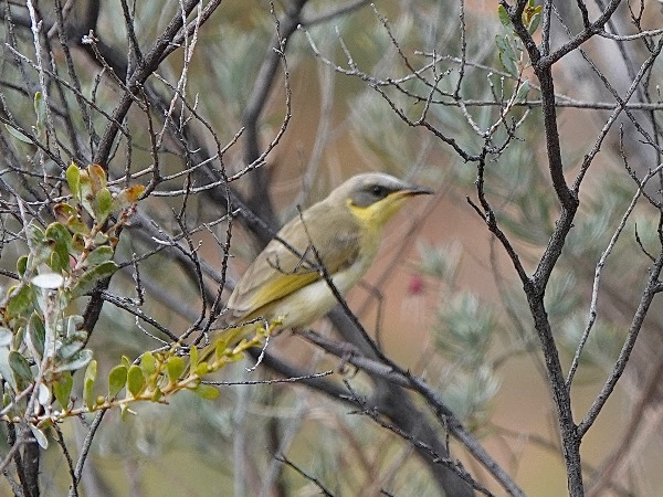 Grey-headed honeyeater 01