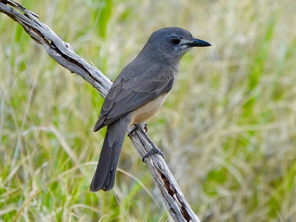 Grey shrike-thrush 01