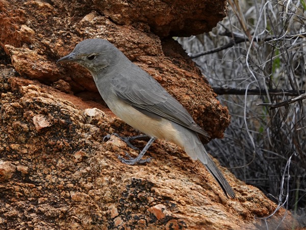 Grey shrike-thrush 02