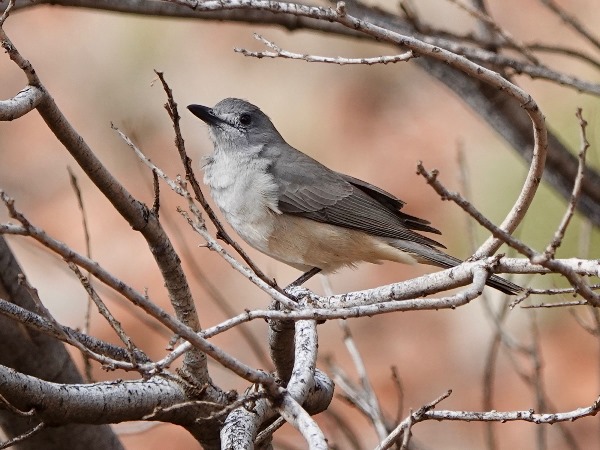 Grey shrike-thrush 03