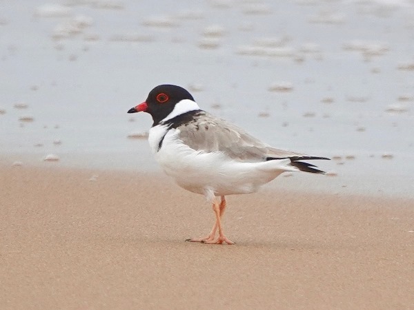 Hooded plover 04