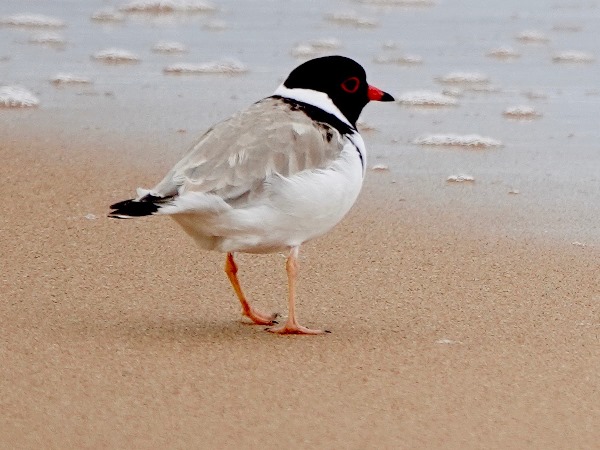 Hooded plover 05