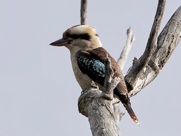 Laughing kookaburra 01