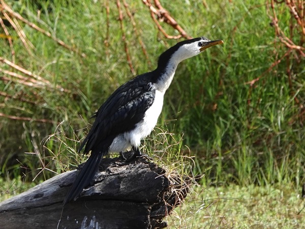 Little pied cormorant 05