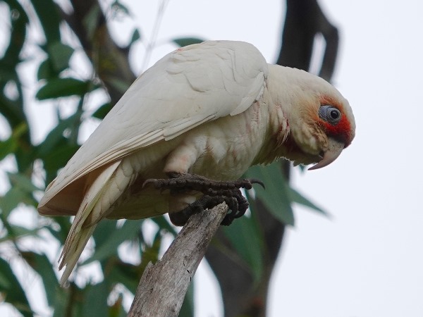 Long-billed corella 01