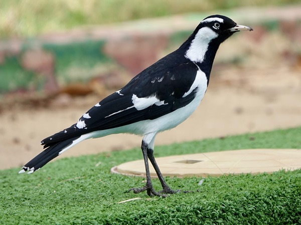 Magpie-lark 04
