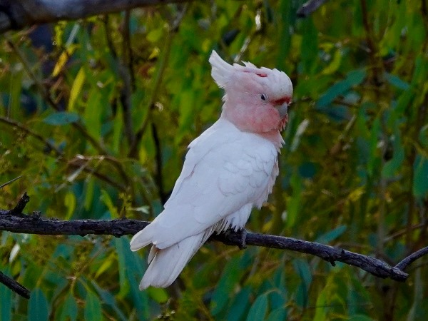 Major Mitchell's cockatoo 01