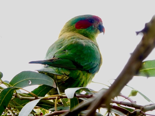 Musk lorikeet 04