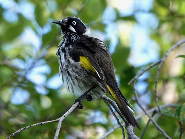 New Holland honeyeater 04