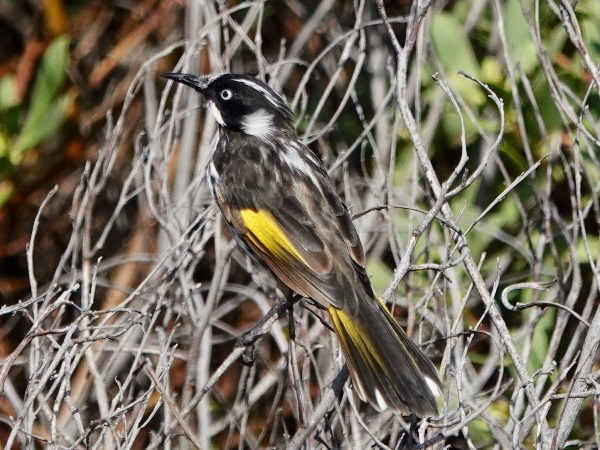 New Holland honeyeater 06