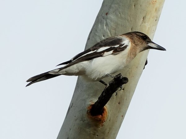 Pied butcherbird 04