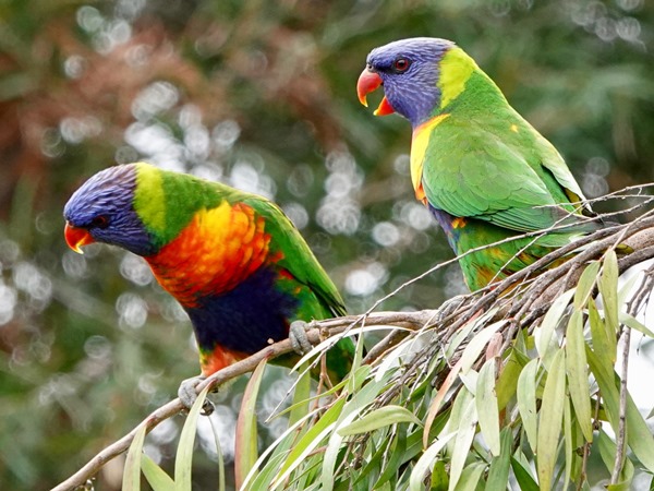 Rainbow lorikeet 05