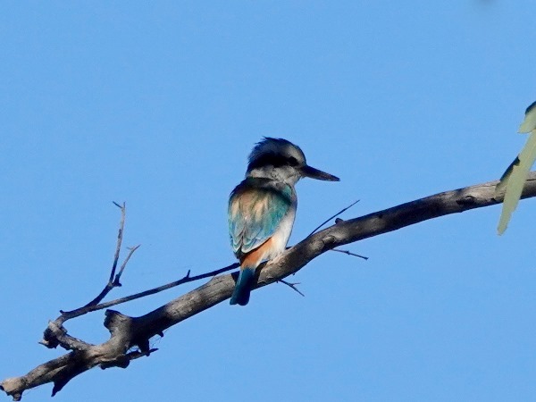 Red-backed kingfisher 04