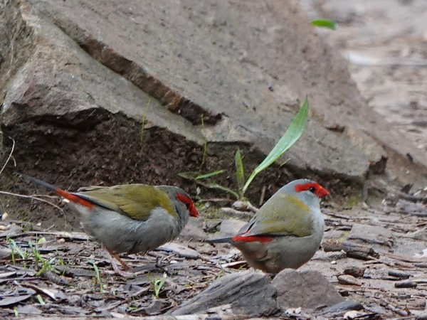 Red-browed finch 01