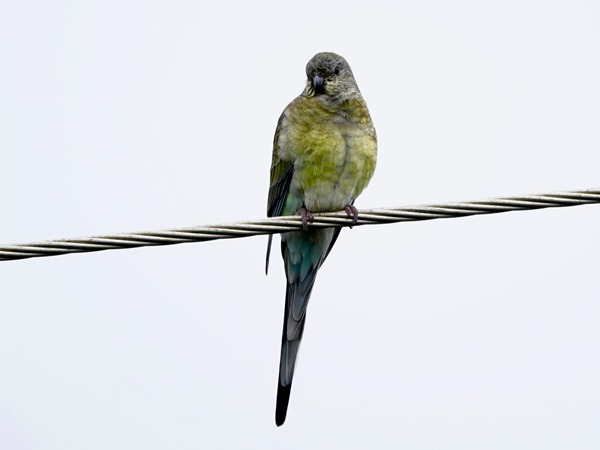 Red-rumped parrot 04