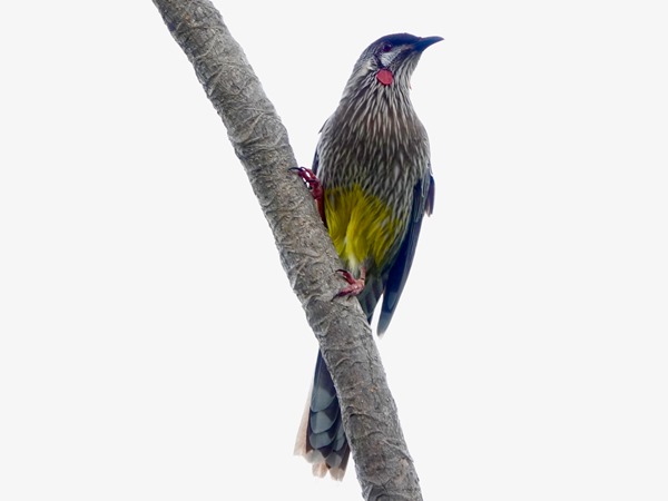 Red wattlebird 04