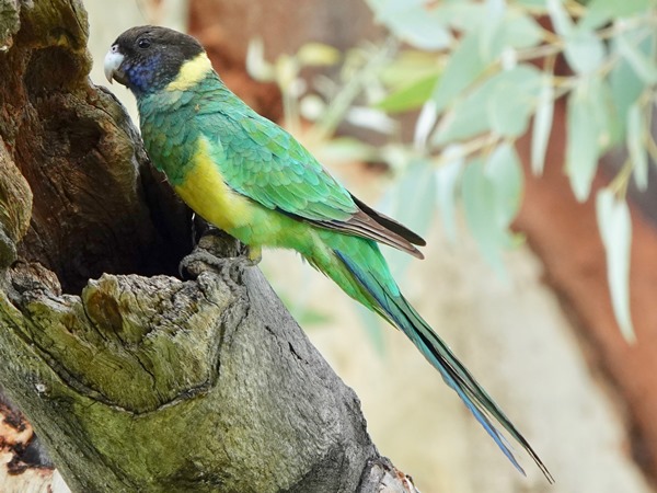 Ring-necked parrot 04