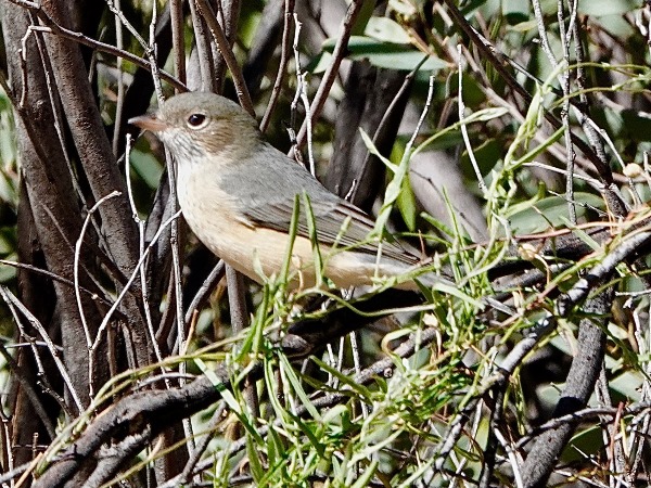 Rufous whistler 03
