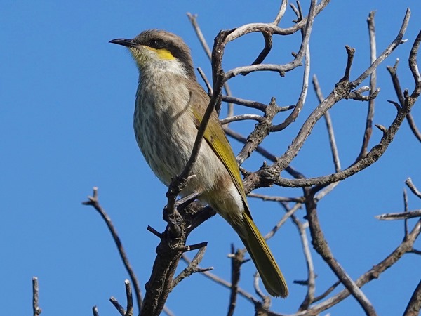 Singing honeyeater 04