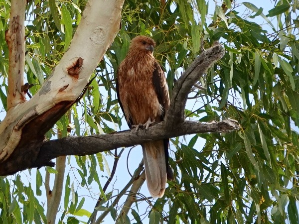 Whistling kite 01